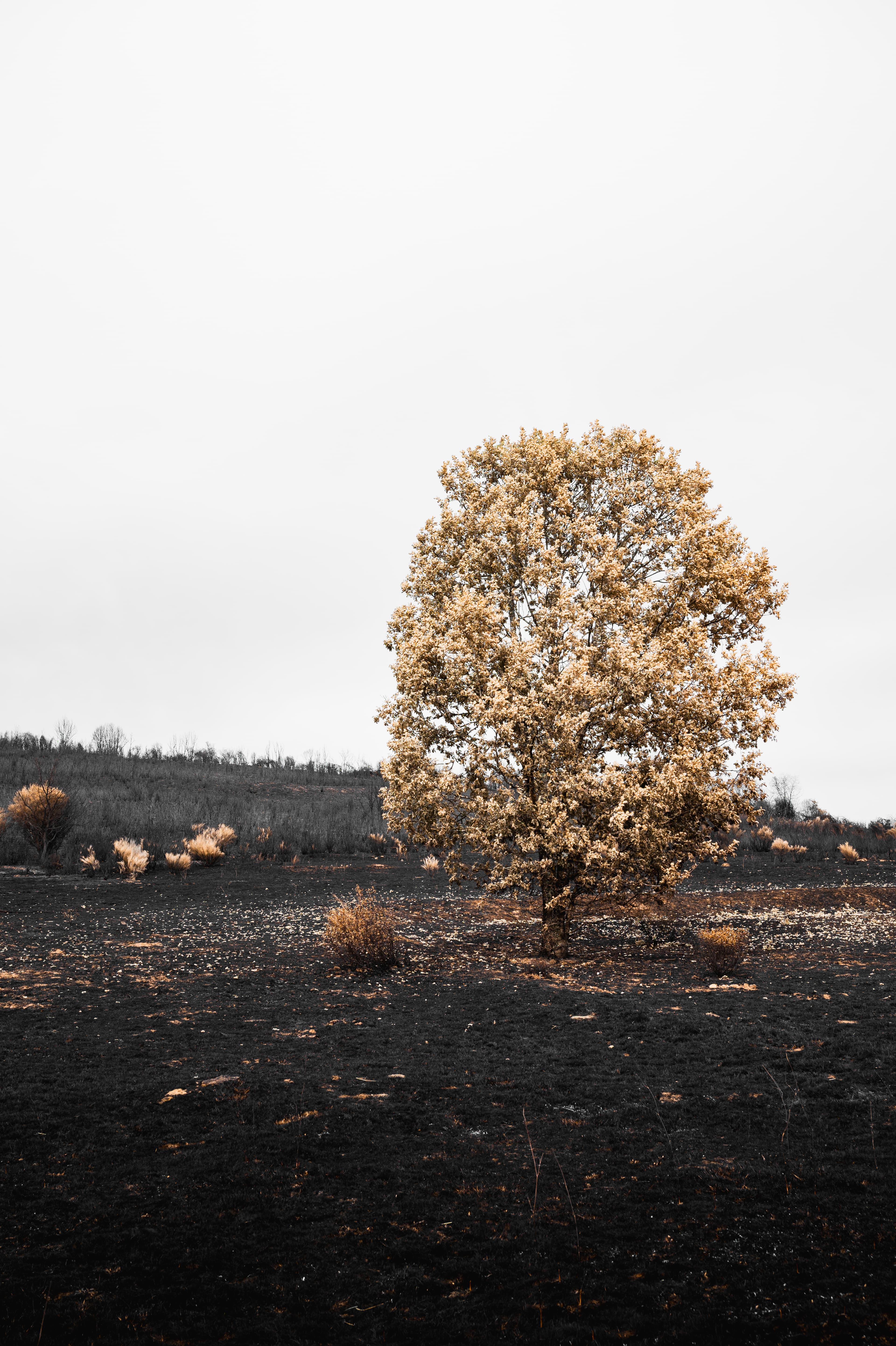 Burnt tree and scorched landscape in Zamora, Spain
